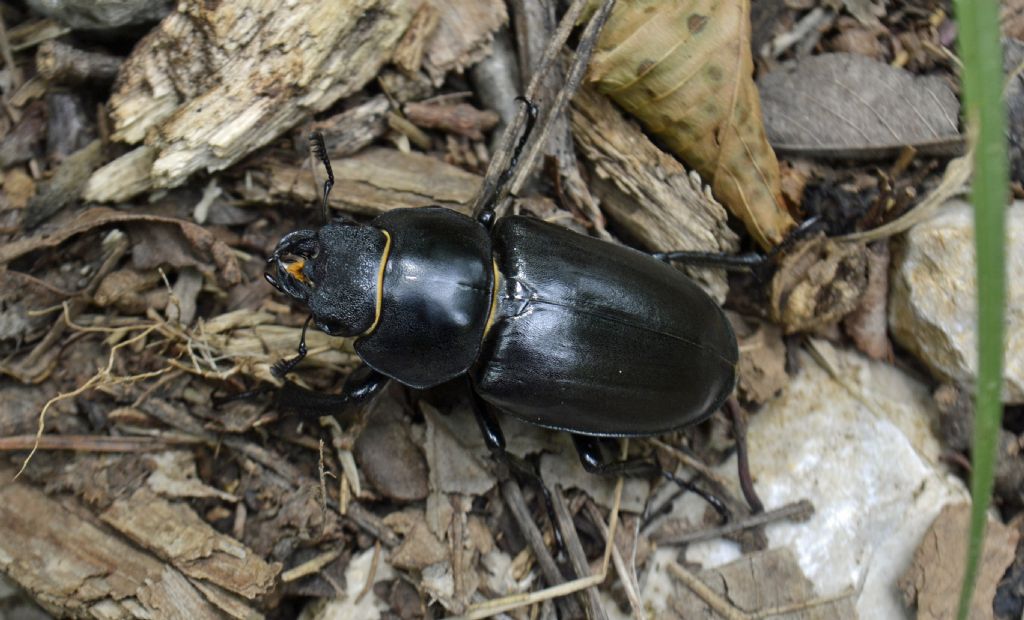 Lucanus cervus femmina?